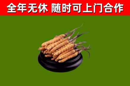 钦南区回收冬虫夏草