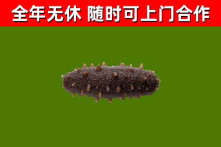 钦南区回收海参干